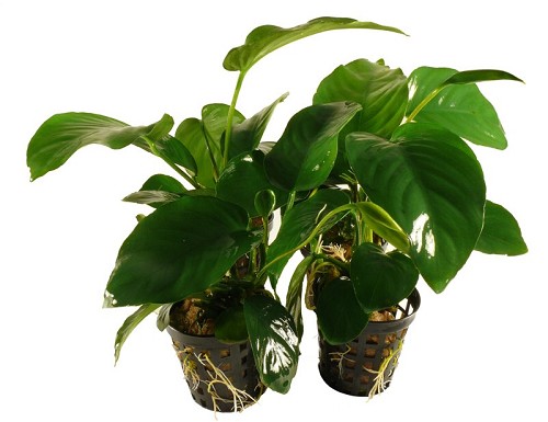 Anubias barteri en pot